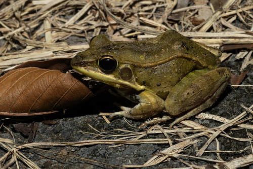 Kokarit Frog