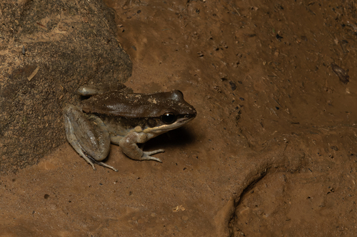 Black-striped Frog