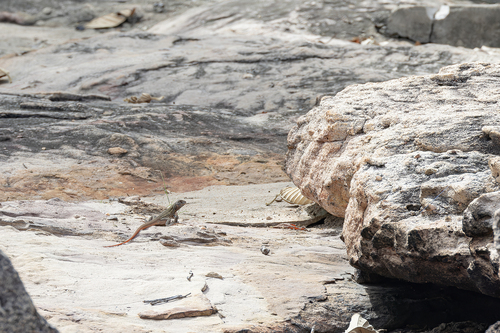 Leiolepis glaurung
