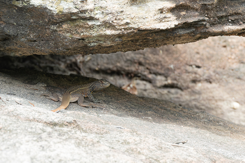 Leiolepis glaurung