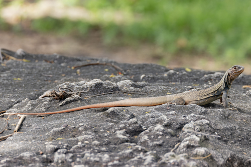 Leiolepis glaurung