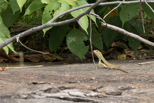 Red-banded Butterfly Lizard
