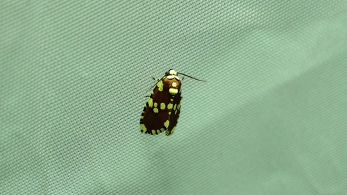 Yepcalphis dilectissima