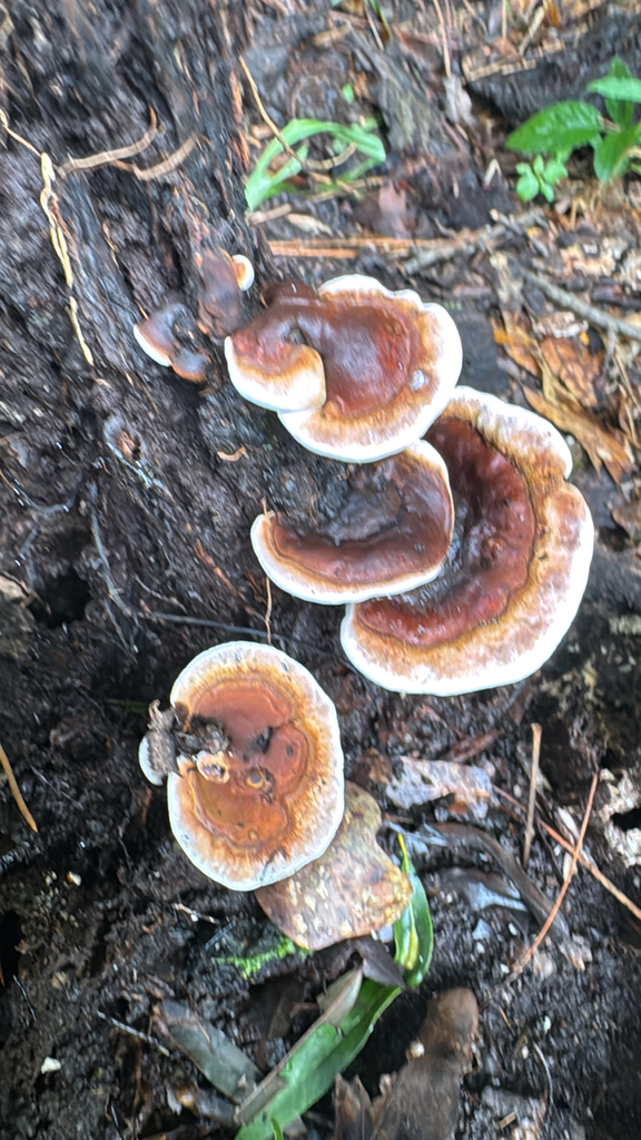 Ganoderma lobatum · June 2026 · photo: Photo: no rights reserved · iNaturalist