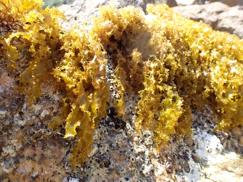Rissoella verruculosa observed 2026-06-20