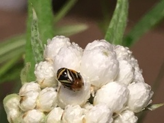 Clastoptera saintcyri