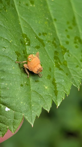Coppery Leafhopper