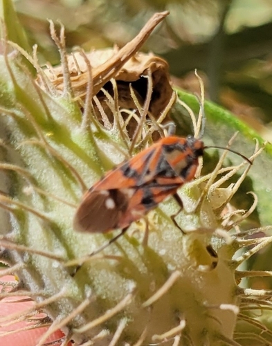 Indian Milkweed Bug