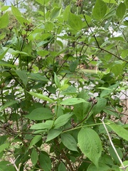 Calycanthus floridus