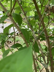 Calycanthus floridus