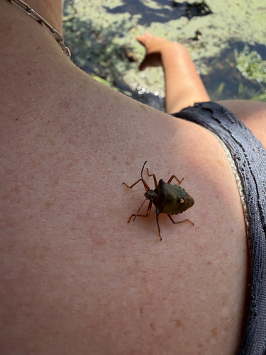 Forest Bug