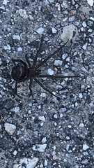 Steatoda