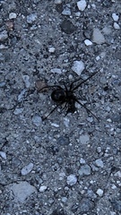 Steatoda