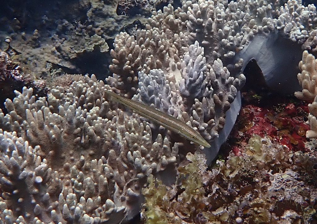 Cigar wrasse