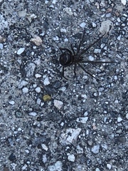 Steatoda