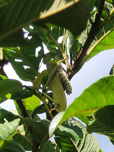 Violet-winged Grasshopper