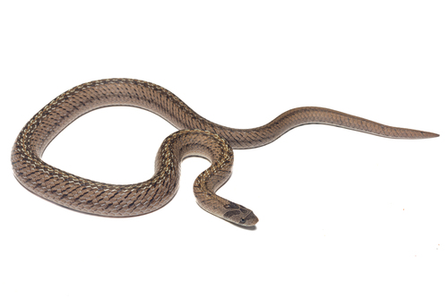 Khorat Kukri Snake