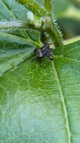 Coppery Leafhopper