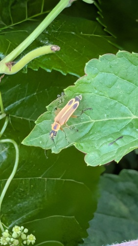 Margined Leatherwing Beetle