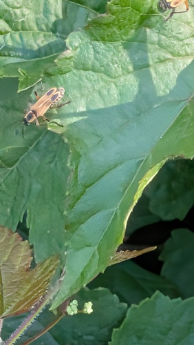 Margined Leatherwing Beetle