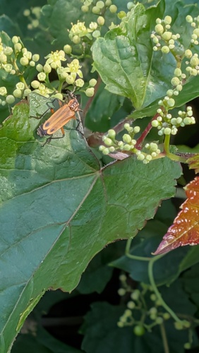 Margined Leatherwing Beetle