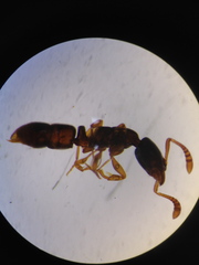 Ponera testacea