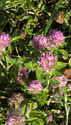 Clover
