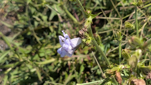 chicory