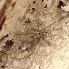 Menemerus semilimbatus