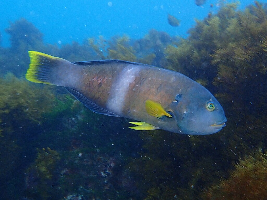 Bluethroat Wrasse