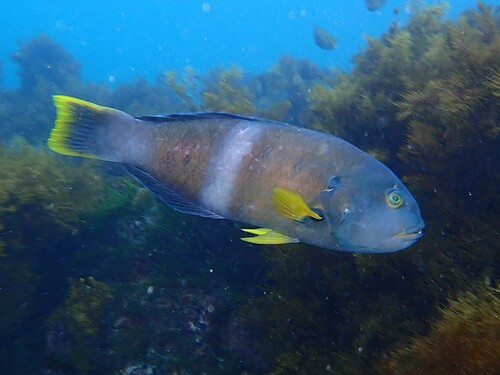 Blue-Throated Wrasse