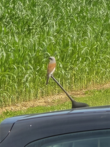 Red-backed Shrike