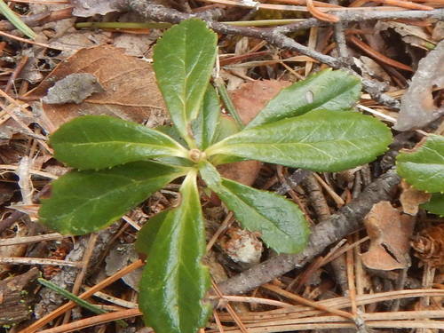 Chimaphila umbellata ssp. acuta