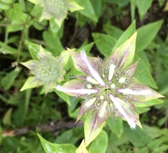 Monarda austroappalachiana