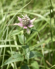 Monarda austroappalachiana