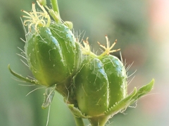 Astraea lobata