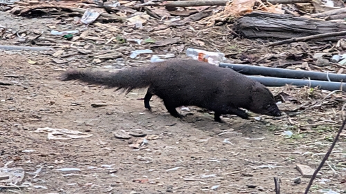 Indian Brown Mongoose