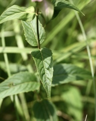 Monarda austroappalachiana
