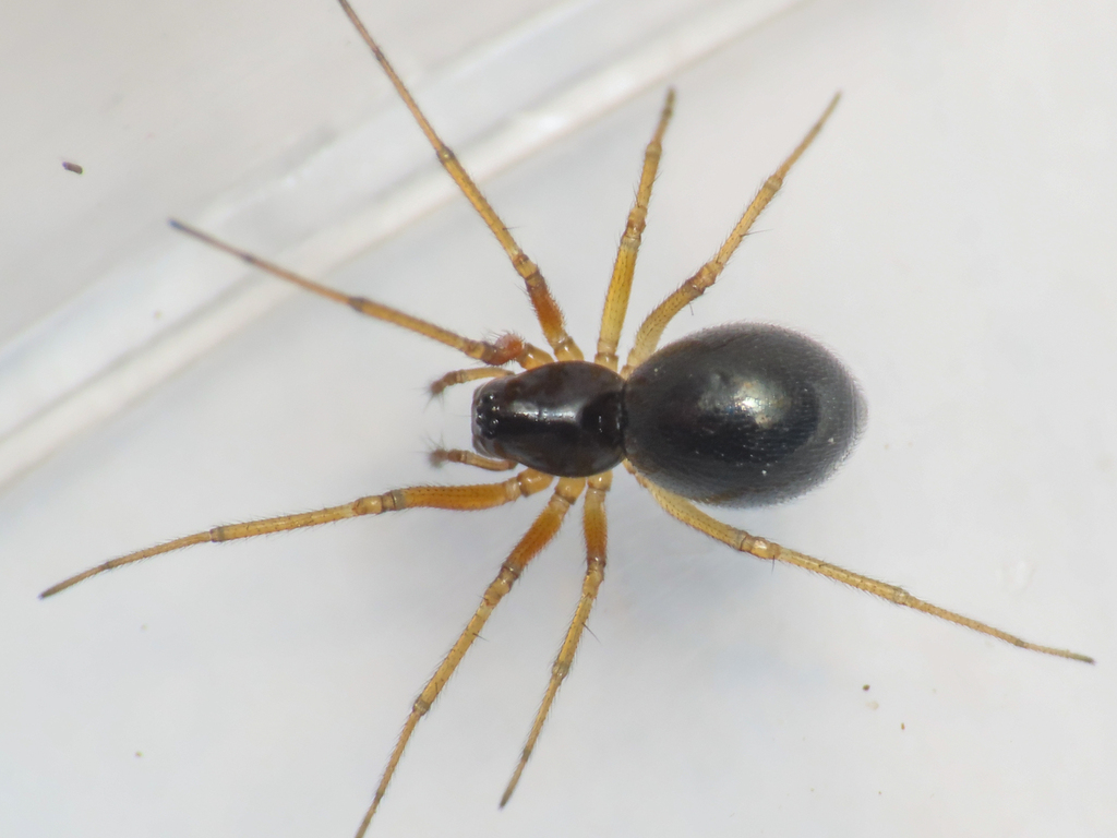 Hylyphantes nigritus