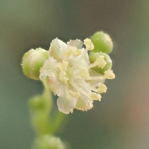 Astraea lobata, photograph 1