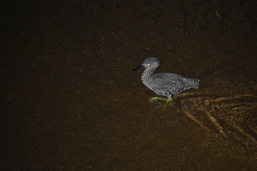 White-backed Night Heron (Calherodius leuconotus), photo 10