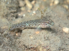 Sarato's Goby photo 1
