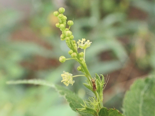 Astraea lobata, photograph 2