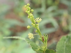 Astraea lobata, photograph (c) Kurt Miller, some rights reserved (CC BY-SA)