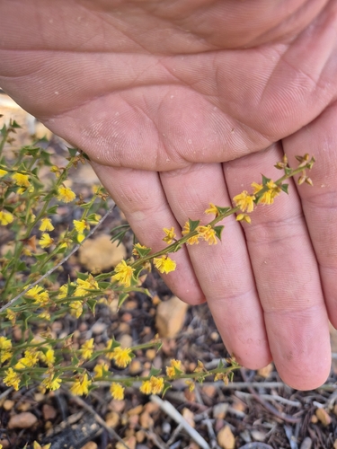 Acacia chrysocephala