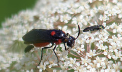 Agrilaxia flavimana