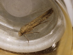 Blastobasis lacticolella