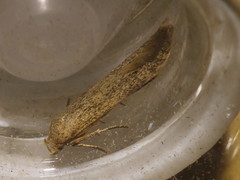 Blastobasis lacticolella