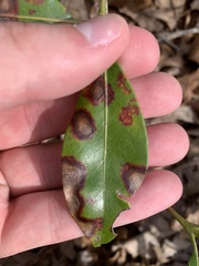 Diaporthe kalmiae
