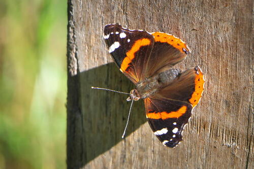 Red Admiral
